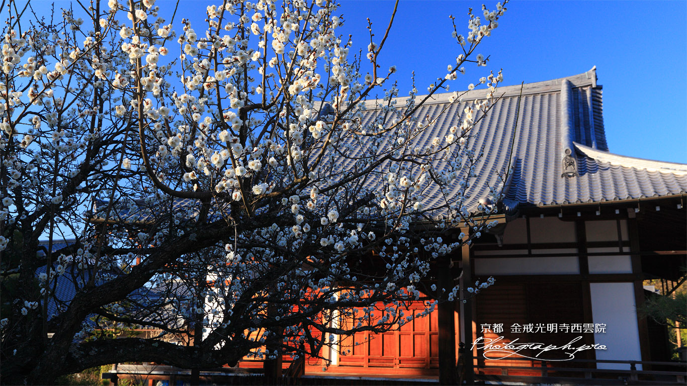 西雲院 白梅と本堂 壁紙