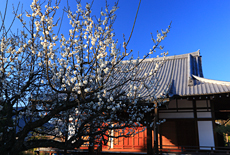 西雲院