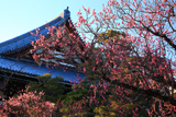 金戒光明寺 梅と御影堂
