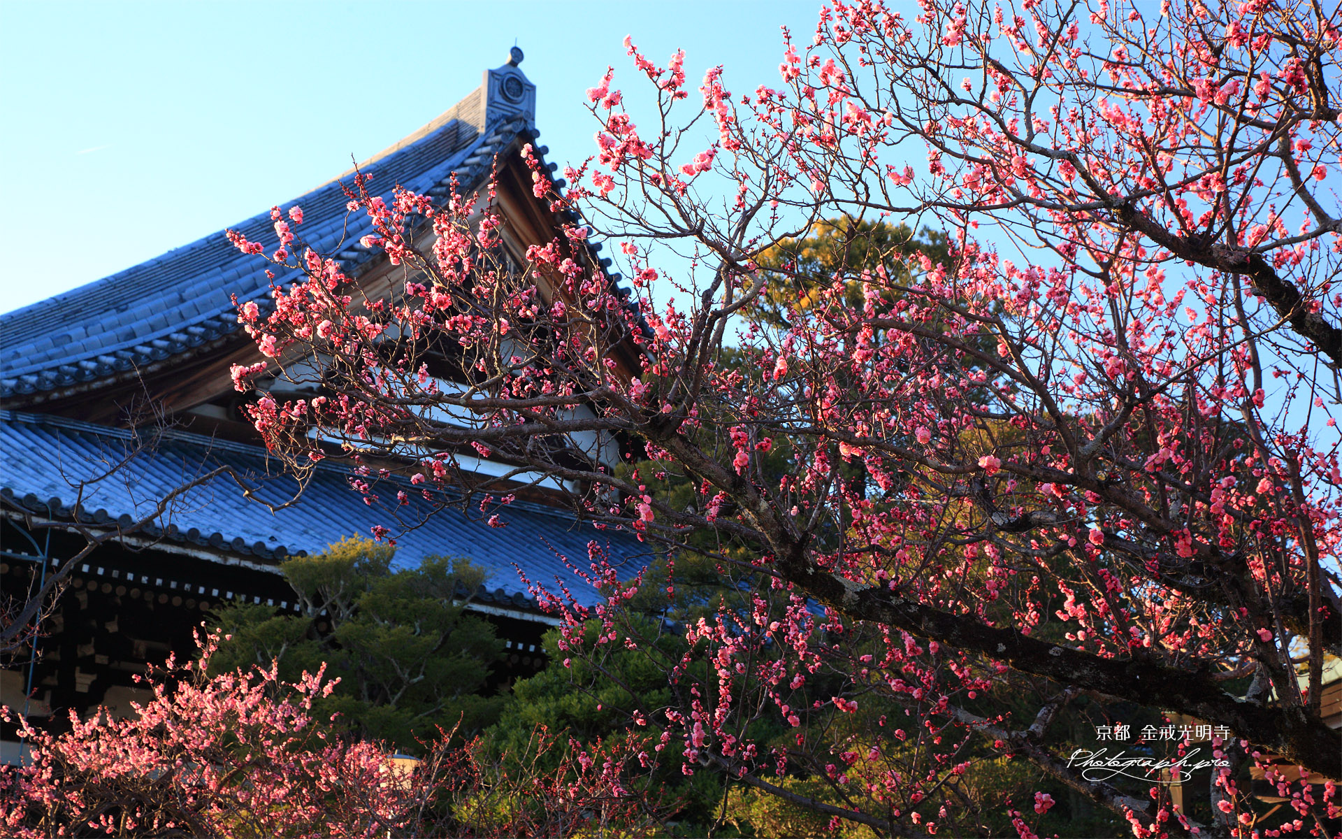金戒光明寺 梅と御影堂