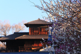 興正寺 白梅と西本願寺飛雲閣