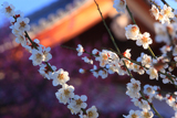 興正寺 白梅