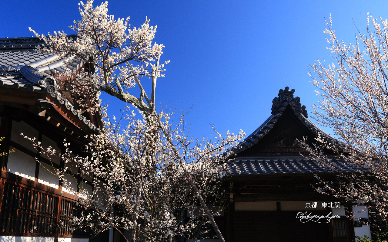 東北院 軒端の梅 壁紙