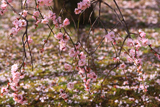 智恵光院 枝垂梅の散花