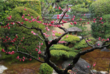 三時知恩寺  庭園の紅梅