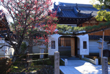 法住寺 紅梅と旧御陵正門