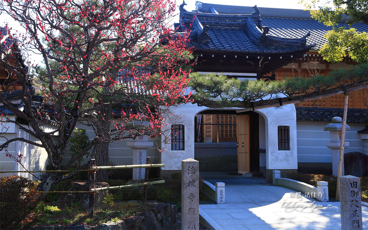 法住寺 紅梅と旧御陵正門 壁紙