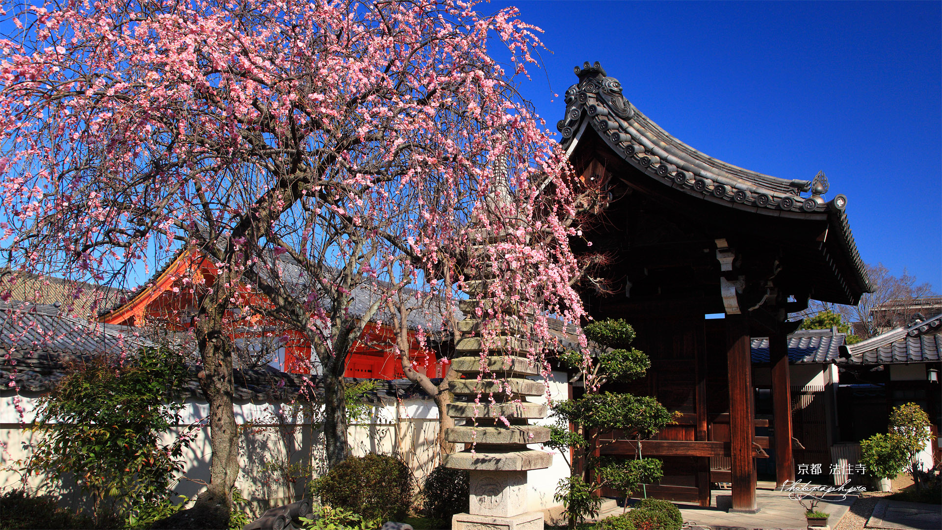法住寺 しだれ梅と山門