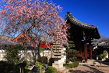 法住寺 しだれ梅と山門