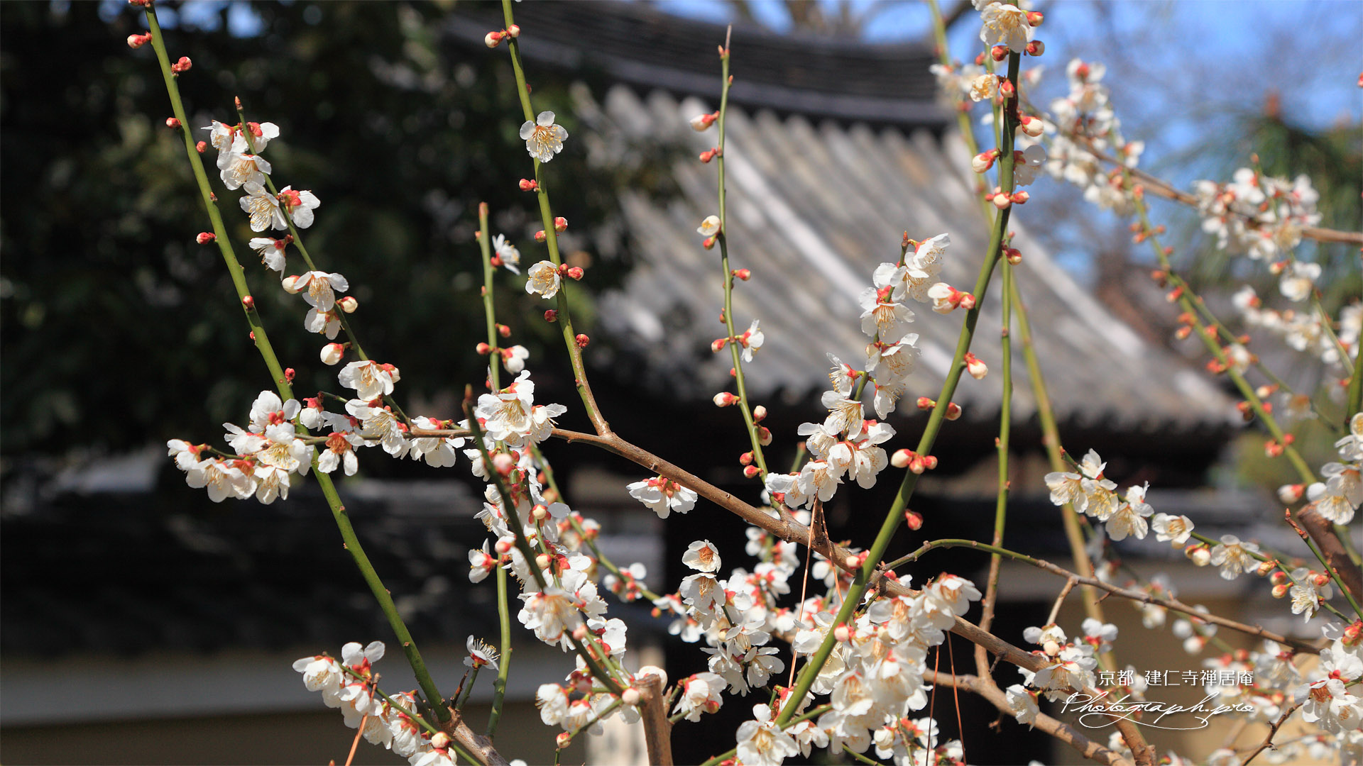 禅居庵 白梅