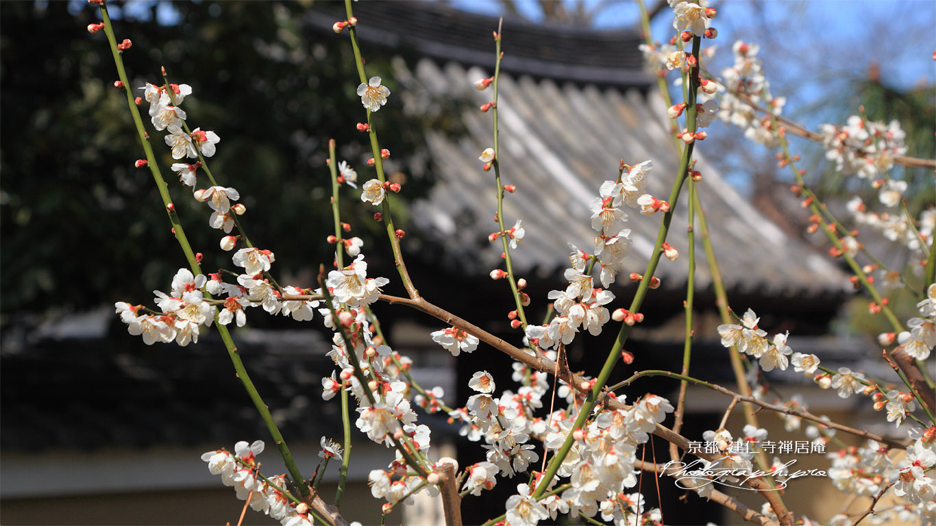 禅居庵 白梅 壁紙