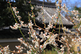 禅居庵 白梅