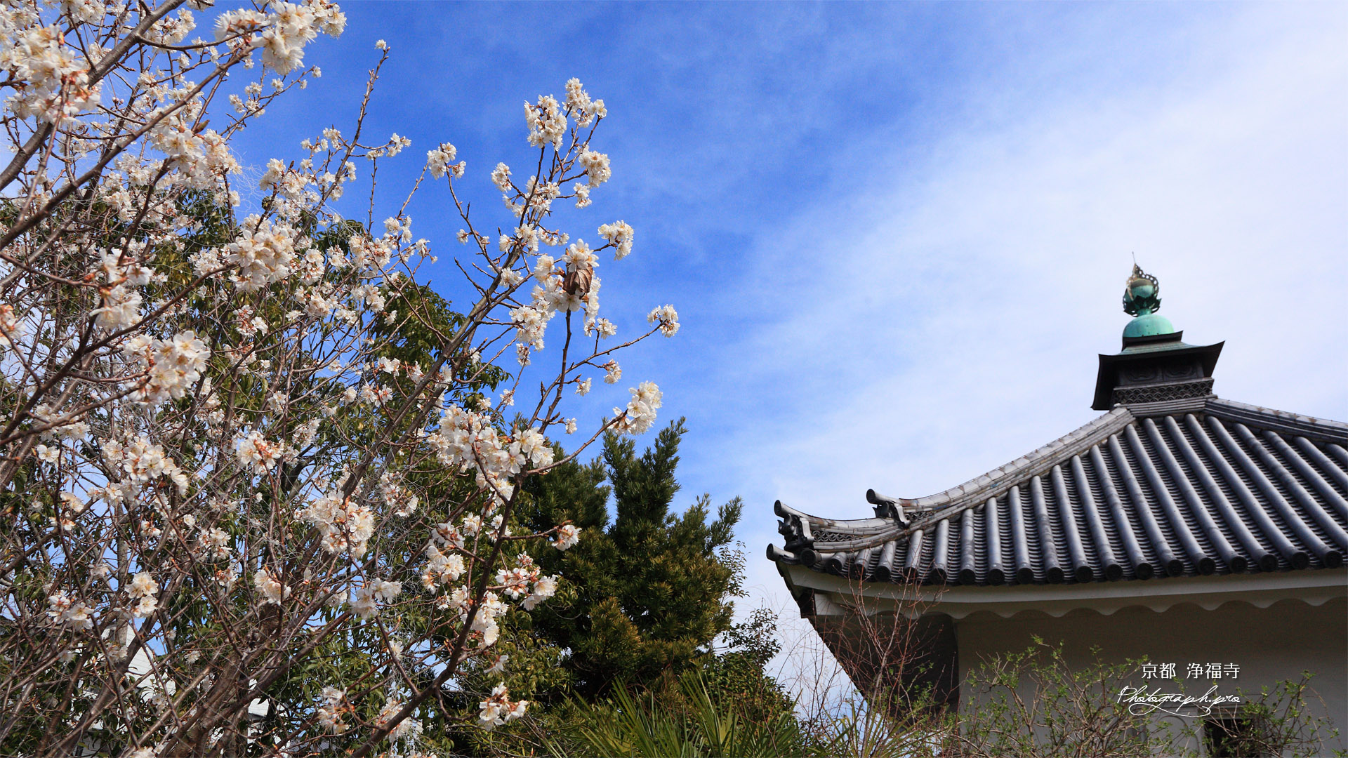 浄福寺 李花と宝蔵