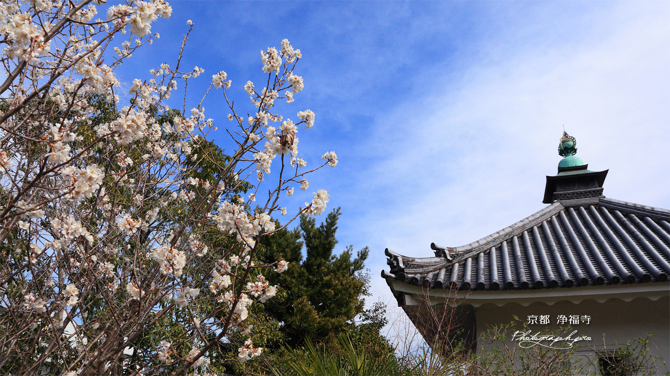 浄福寺 李花と宝蔵 壁紙