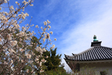 浄福寺 李花と宝蔵