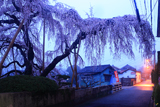 若樫のしだれ桜