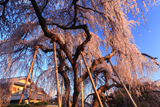 若樫の枝垂れ桜