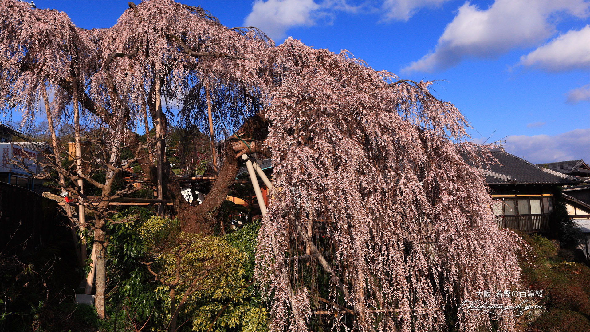 若樫の百滝桜