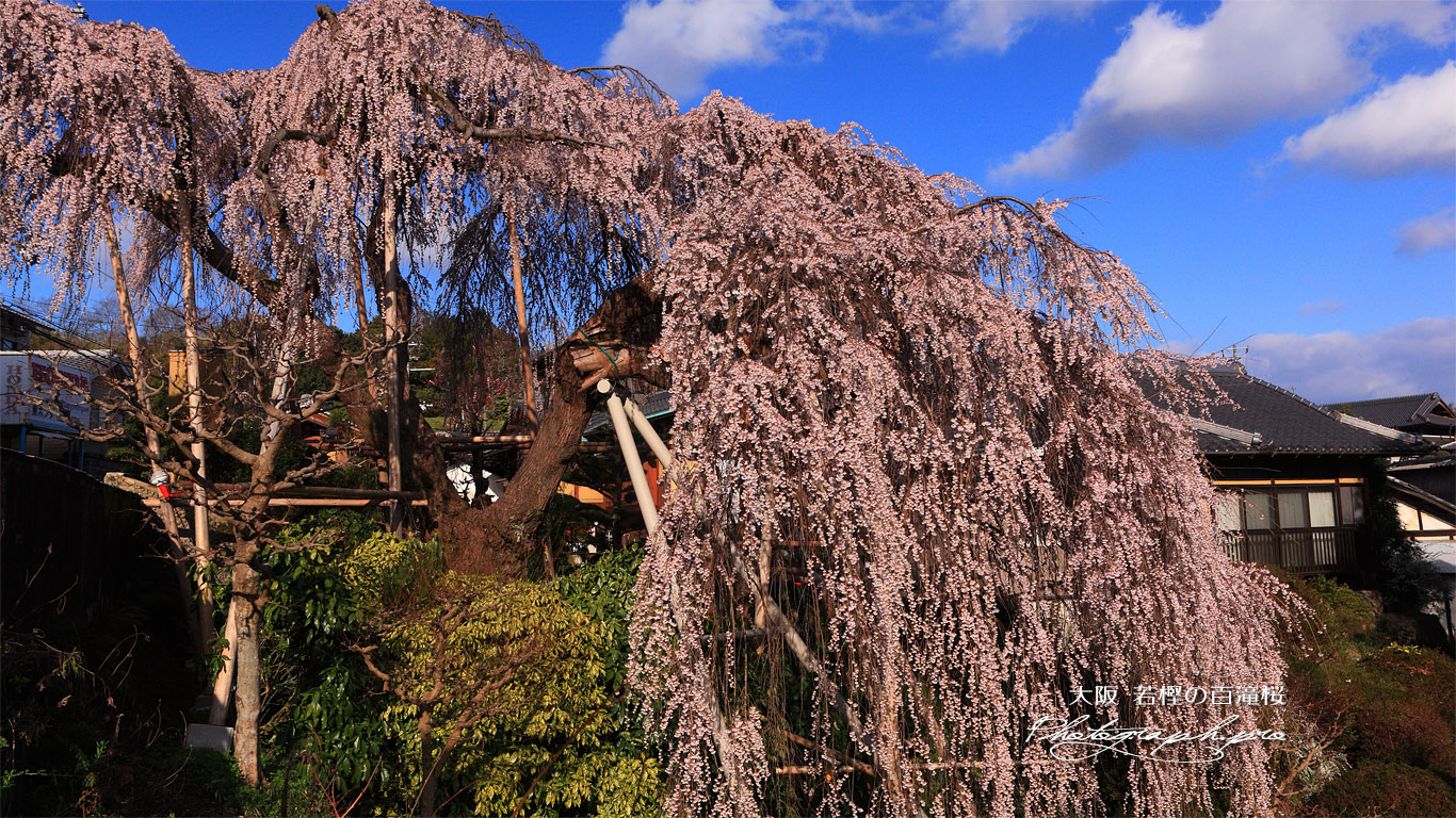 若樫の百滝桜 壁紙