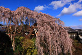大阪府の桜