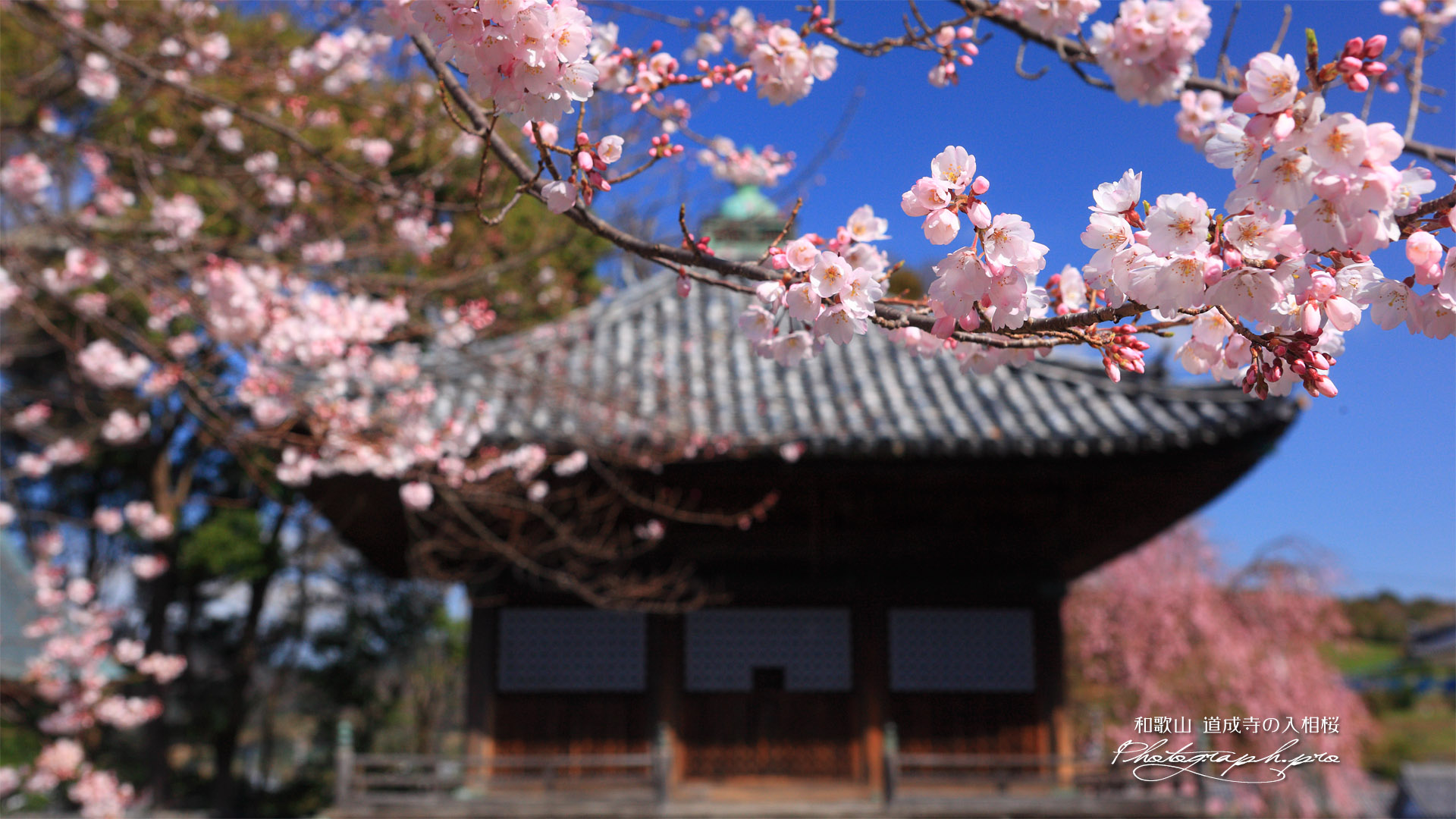 道成寺の入相桜