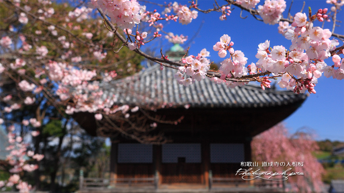 道成寺の入相桜 壁紙