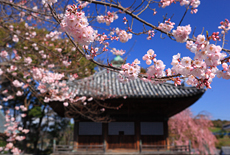 道成寺の入相桜