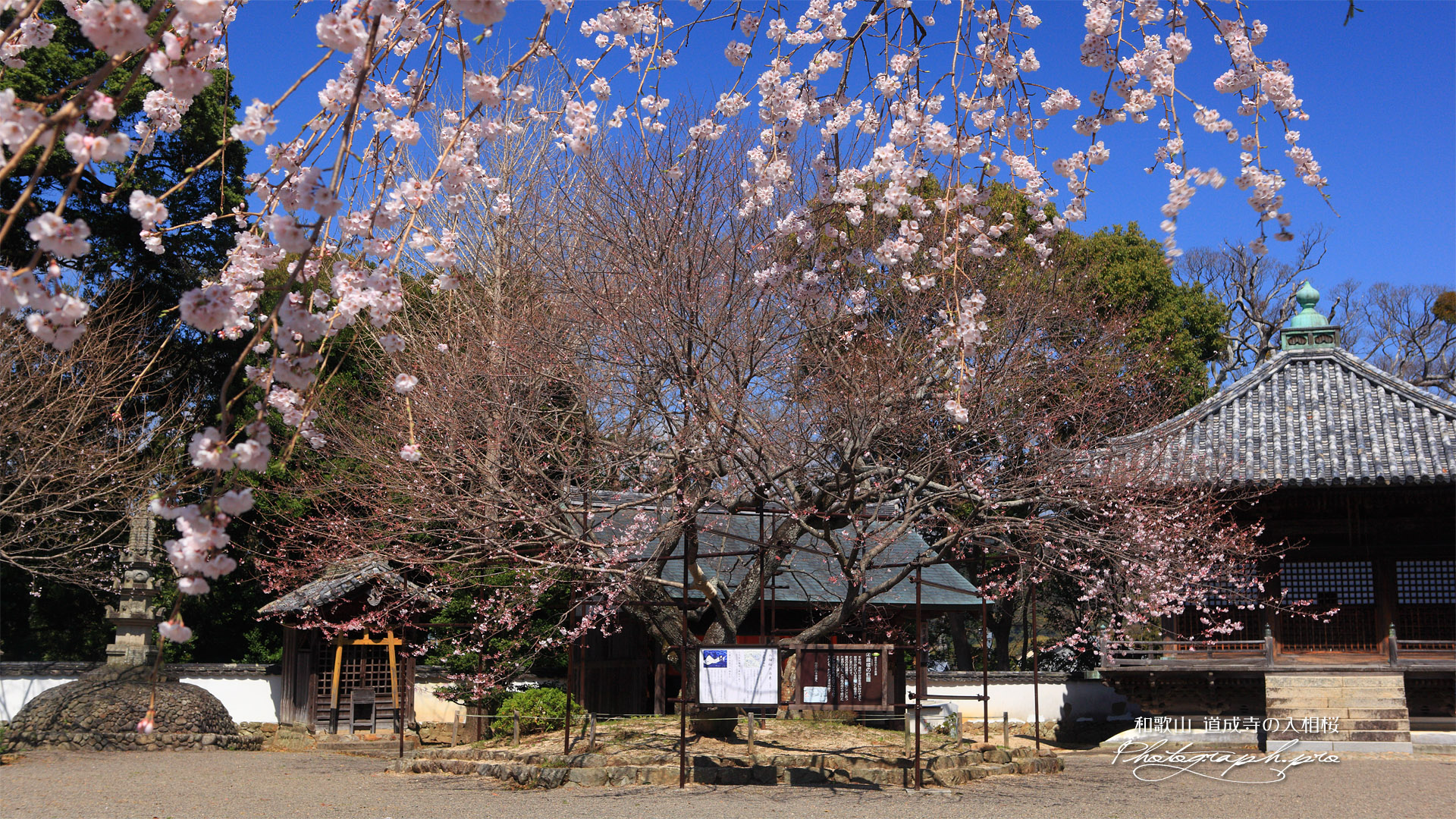 道成寺の入相ザクラ