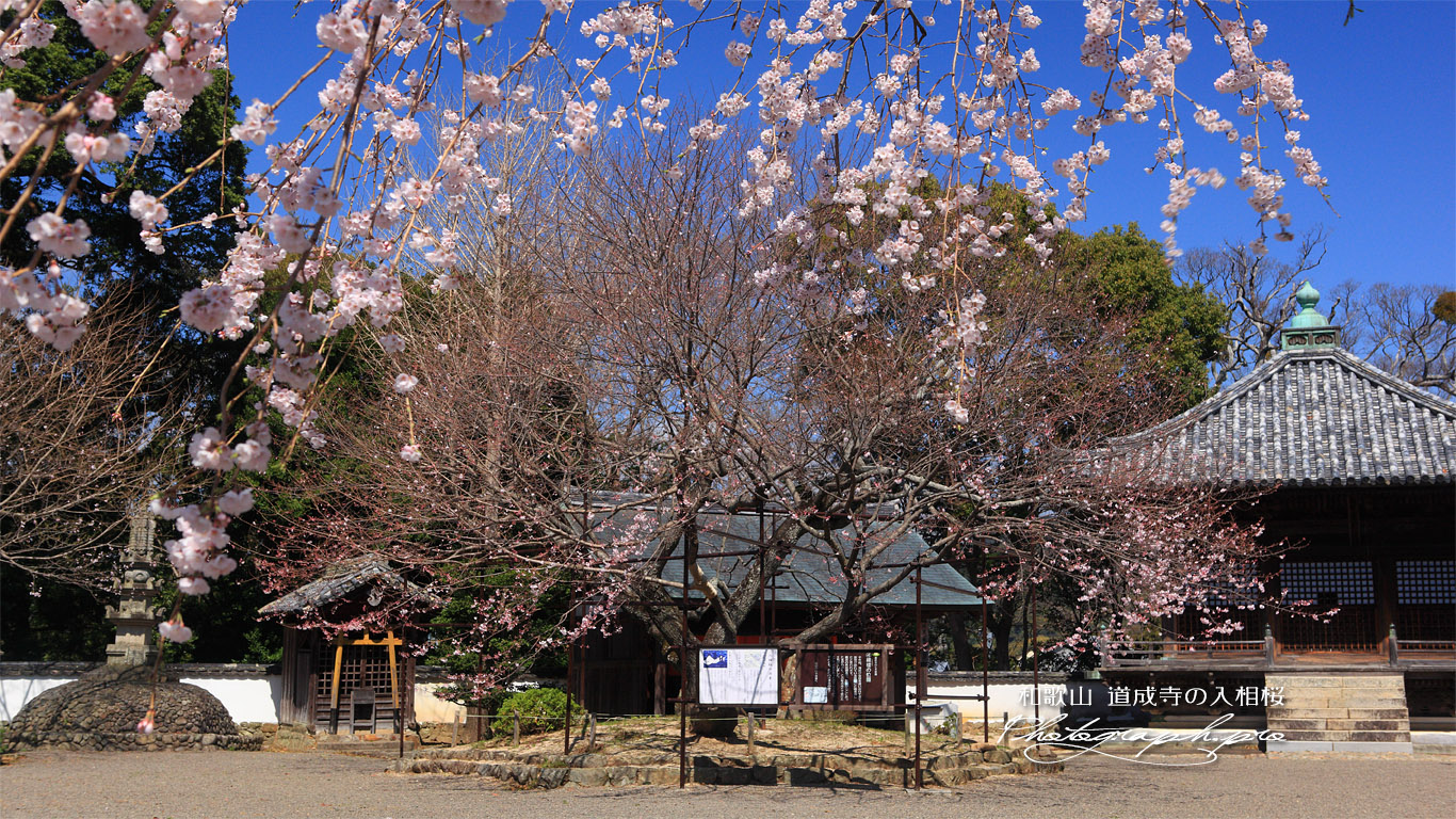 道成寺の入相ザクラ 壁紙