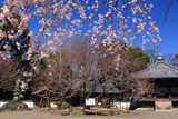 道成寺の入相ザクラ