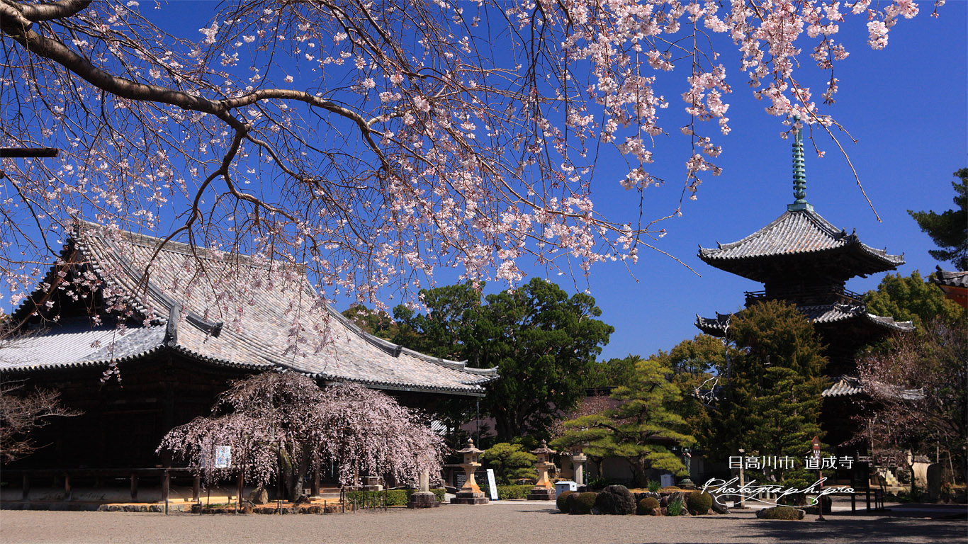 道成寺 本堂と三重塔 壁紙