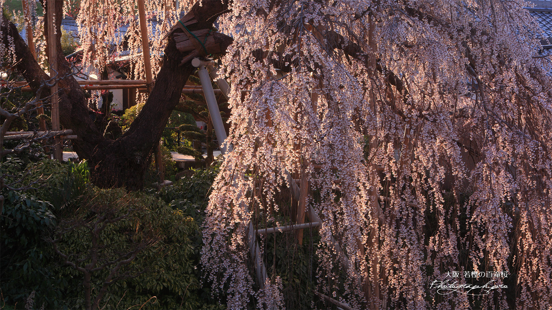 若樫の枝垂桜