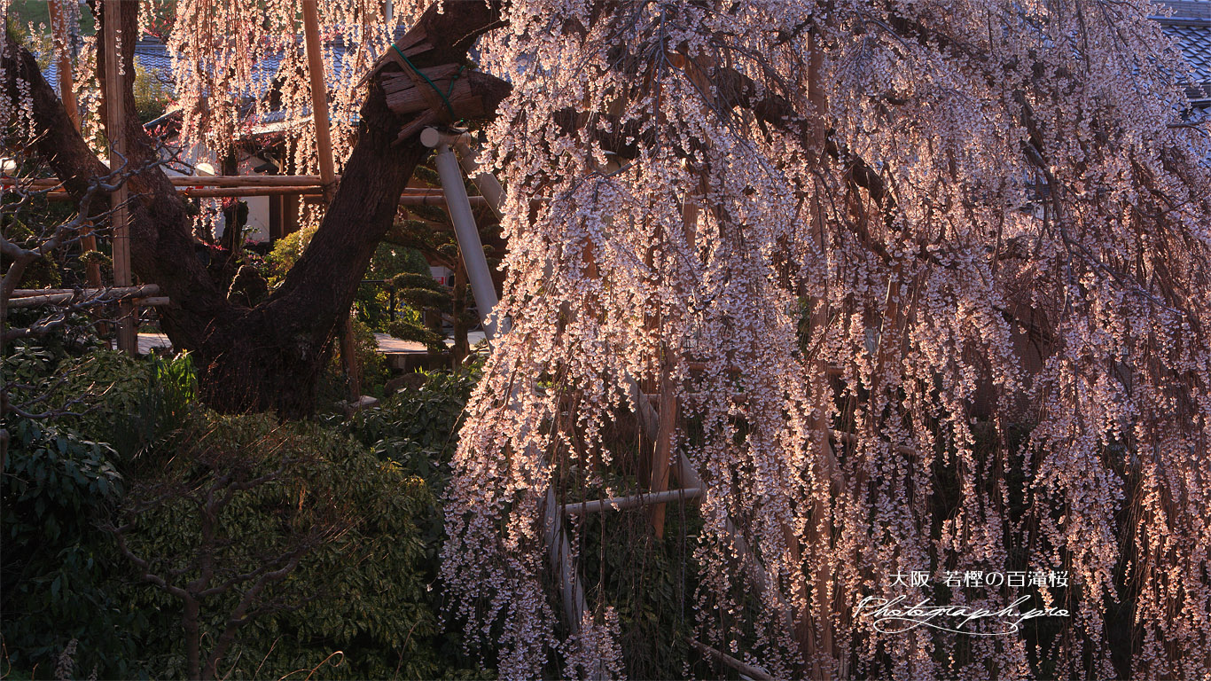 若樫の枝垂桜 壁紙