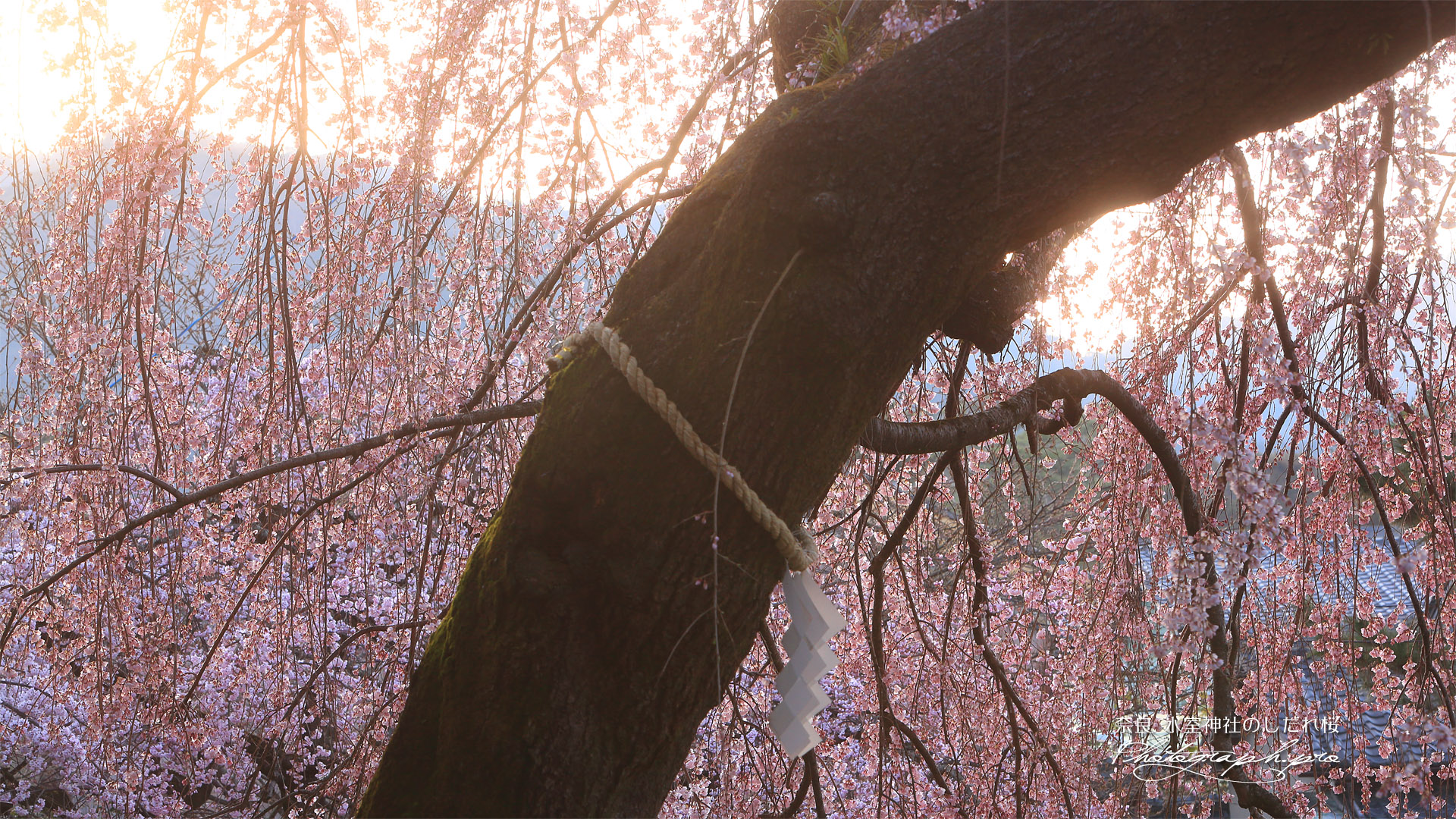 氷室神社のしだれ桜