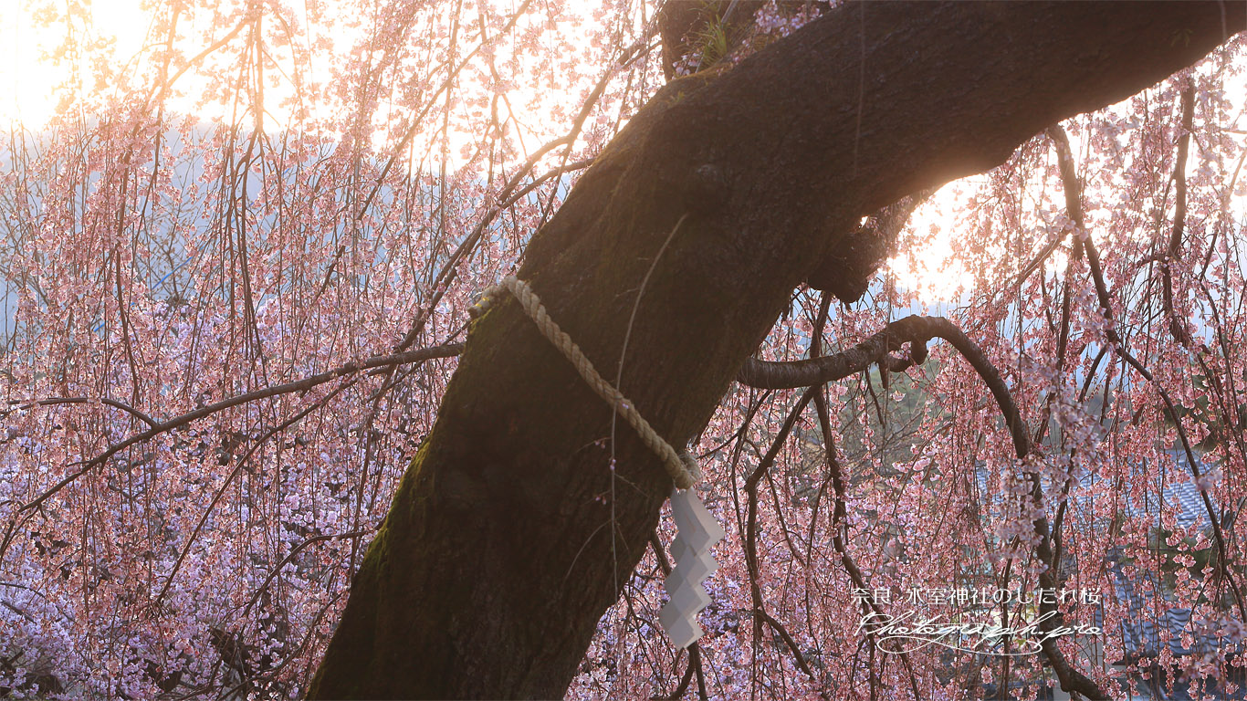 氷室神社のしだれ桜 壁紙