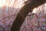 氷室神社のしだれ桜