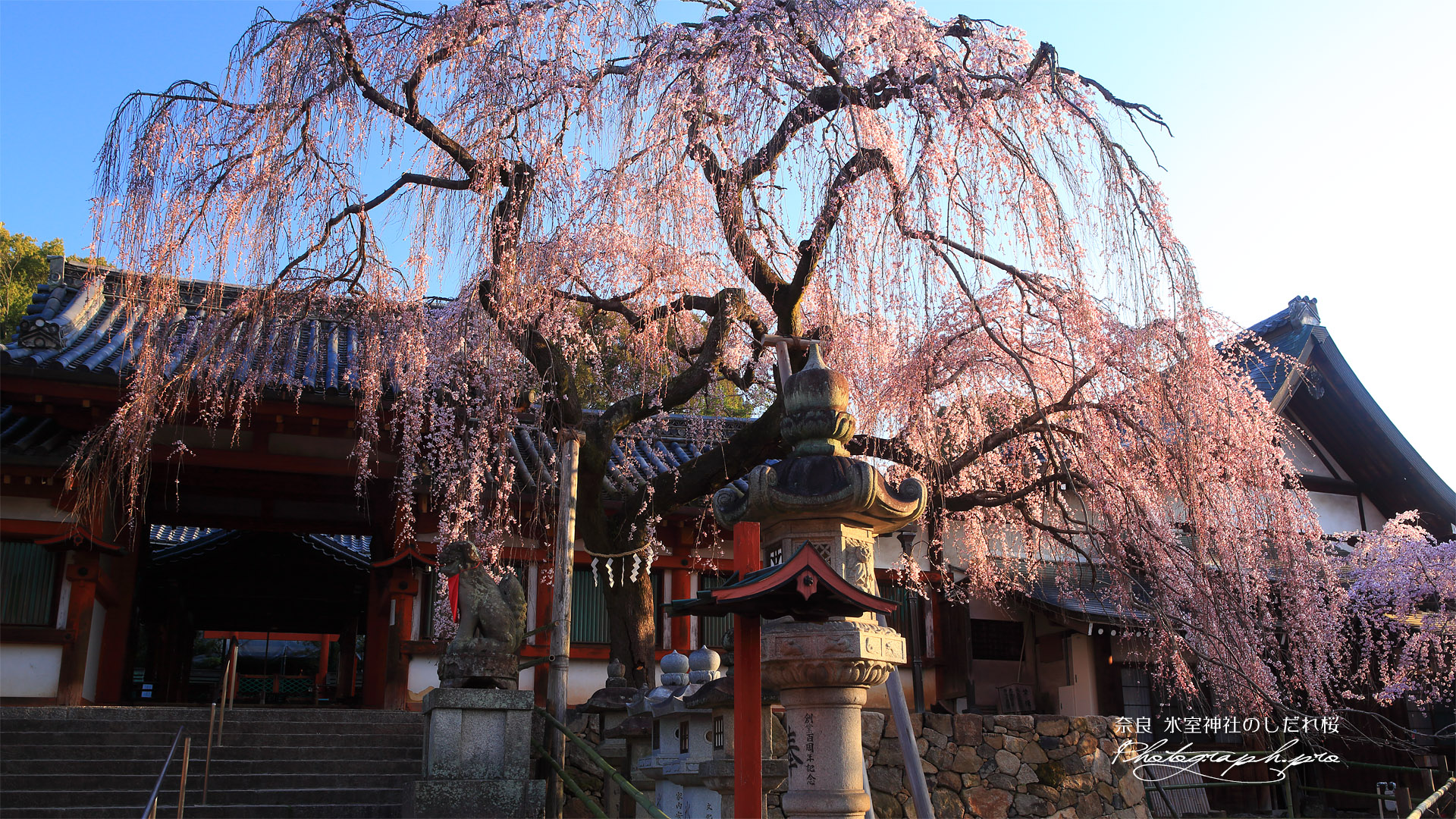 氷室神社のしだれ桜