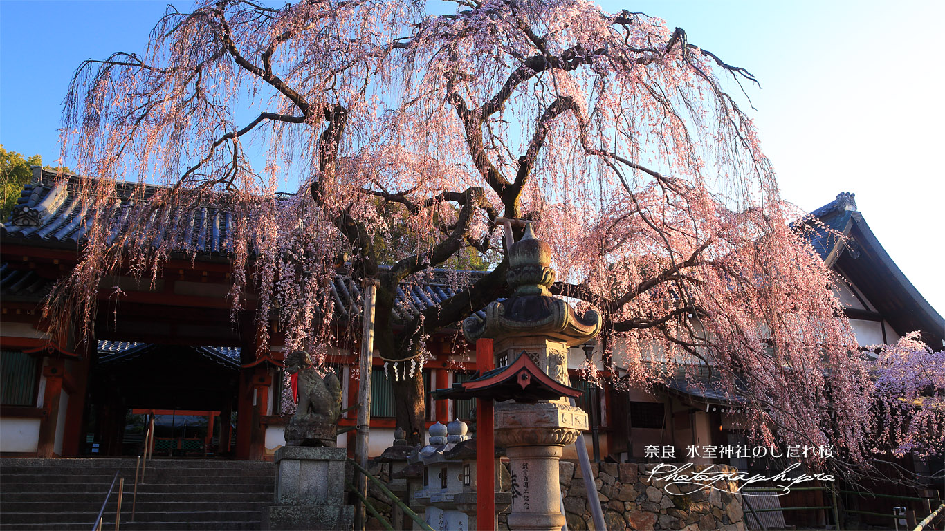 氷室神社のしだれ桜 壁紙