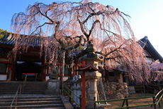 氷室神社のしだれ桜