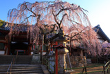 談山神社の桜