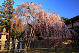 氷室神社のしだれ桜
