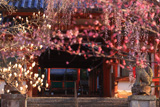 氷室神社のしだれ桜