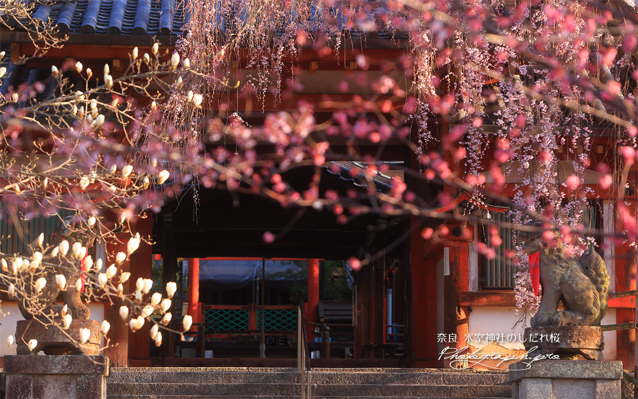 氷室神社のしだれ桜 壁紙
