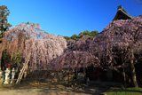 氷室神社のしだれ桜