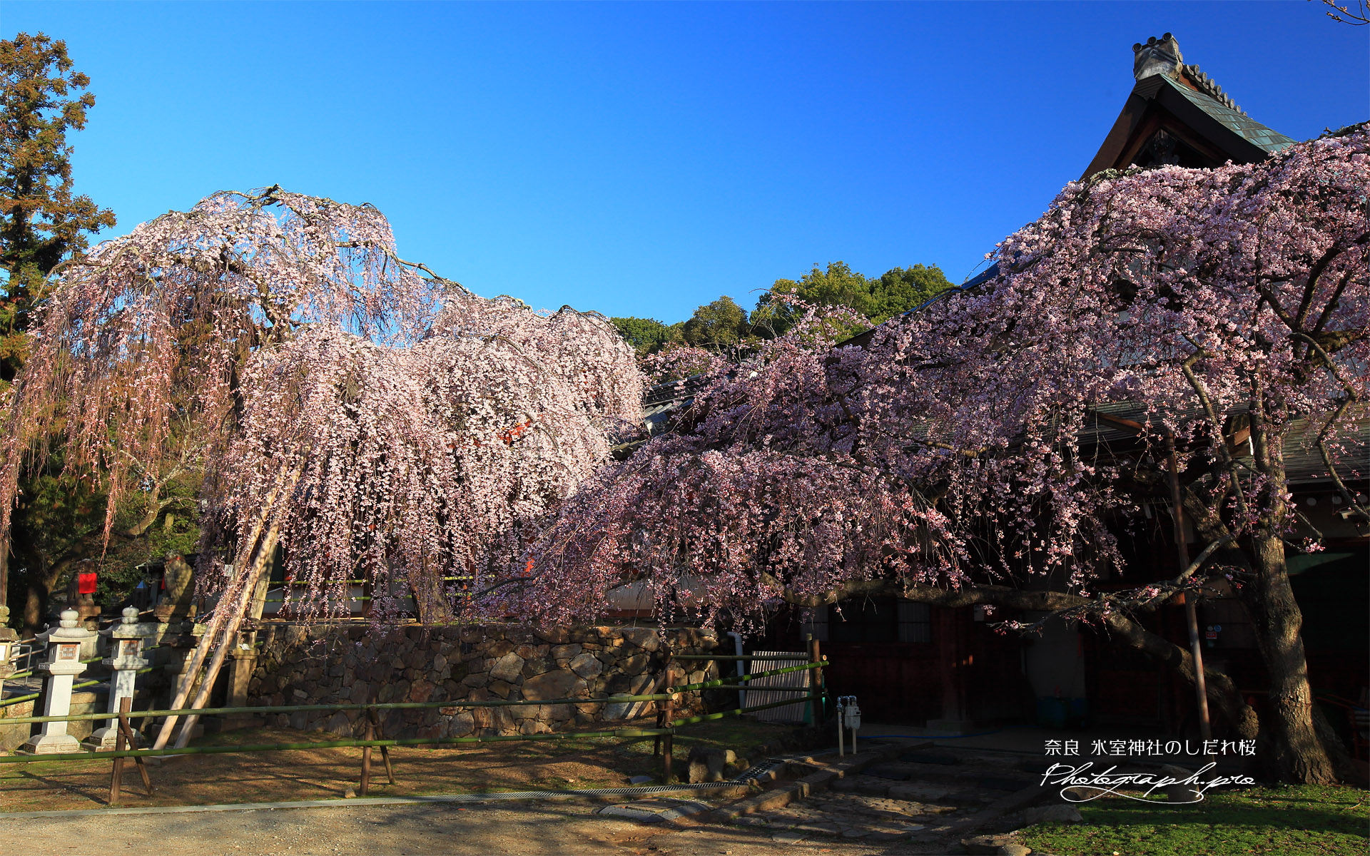 氷室神社のしだれ桜