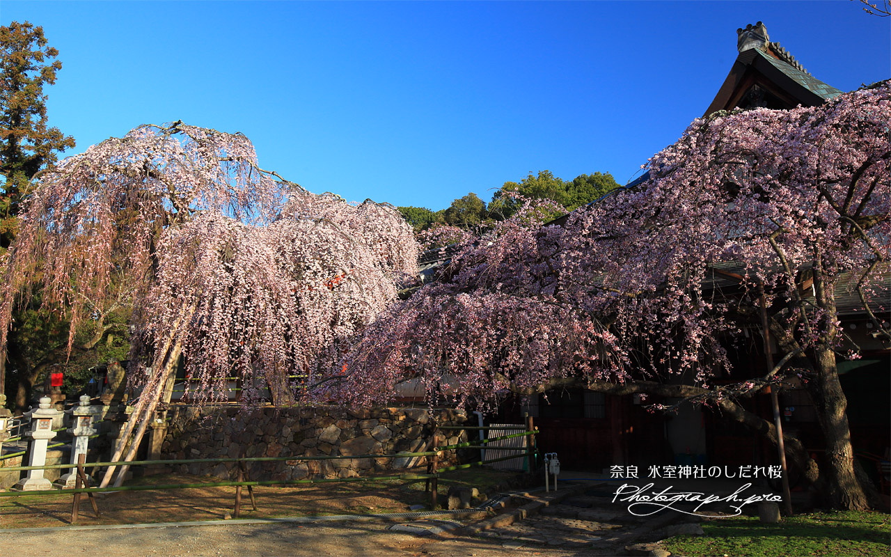 氷室神社のしだれ桜 壁紙