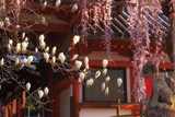 氷室神社のしだれ桜
