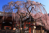 氷室神社のしだれ桜