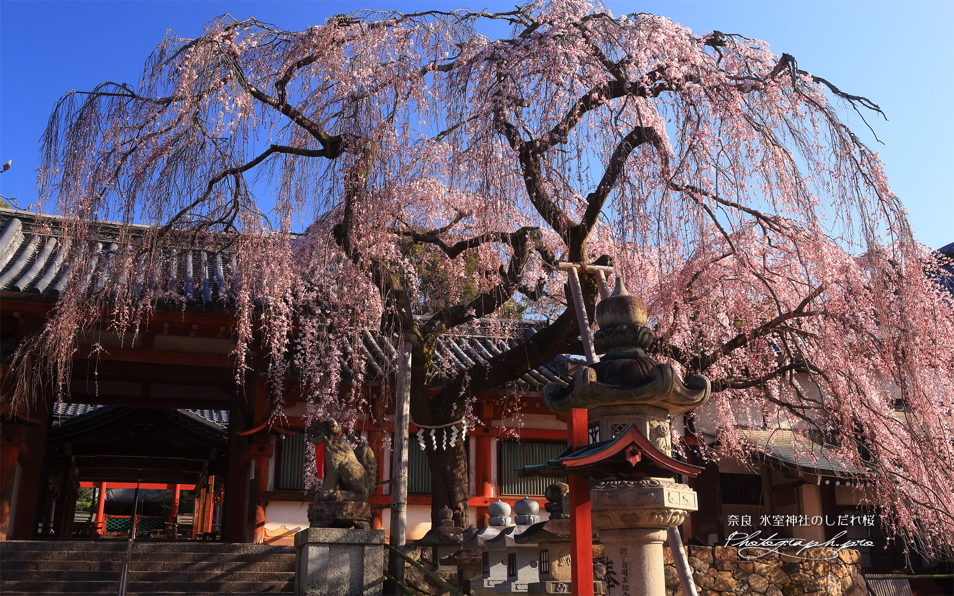 氷室神社のしだれ桜