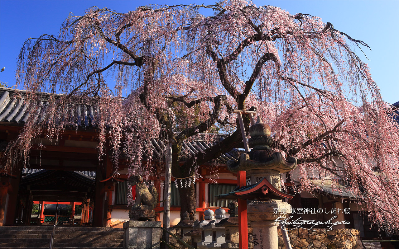 氷室神社のしだれ桜 壁紙